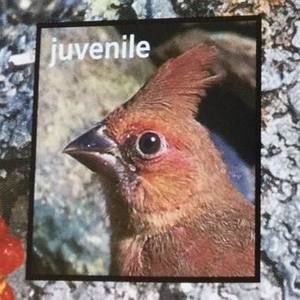 Meet your Posher, Joanne